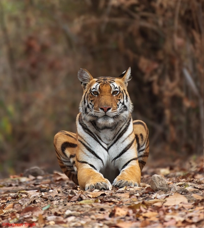 Tiger and Taj Mahal Tour